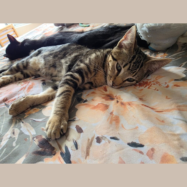 Photo of Rue
