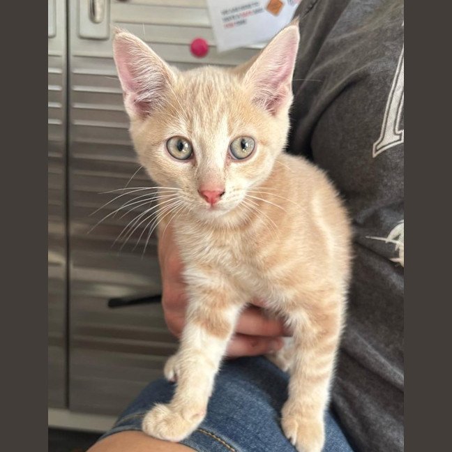 Photo of Simba