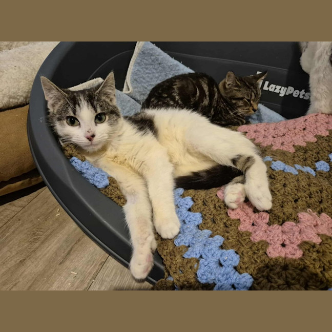 Photo of Rafael Nadal **2nd Chance Cat Rescue**