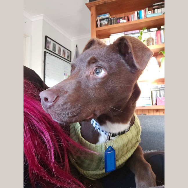 Photo of Dougal