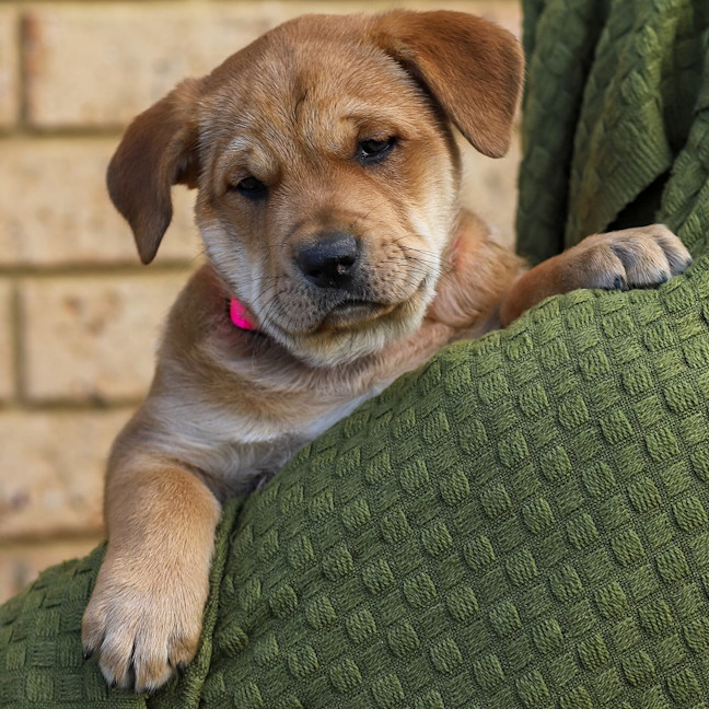 Photo of Dolly