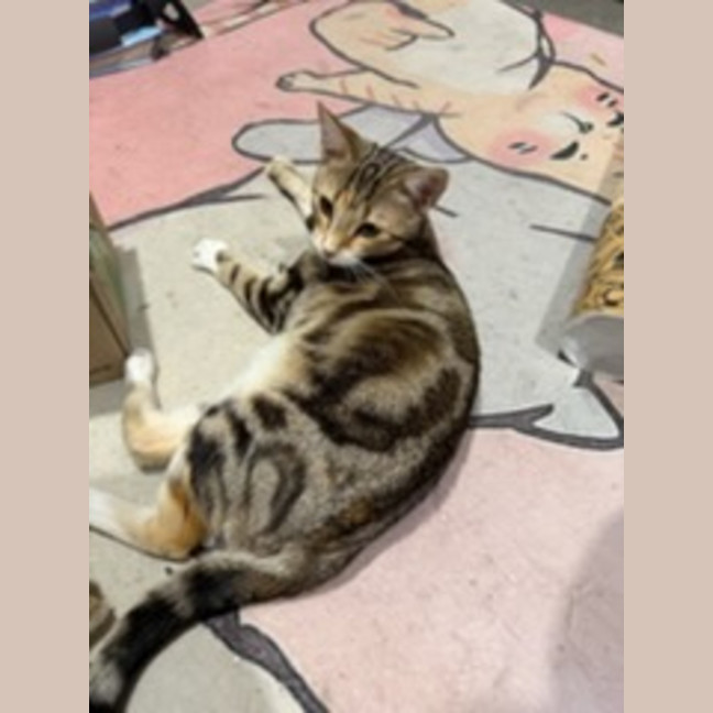 Photo of Peanut *9 Lives Project Rescue*