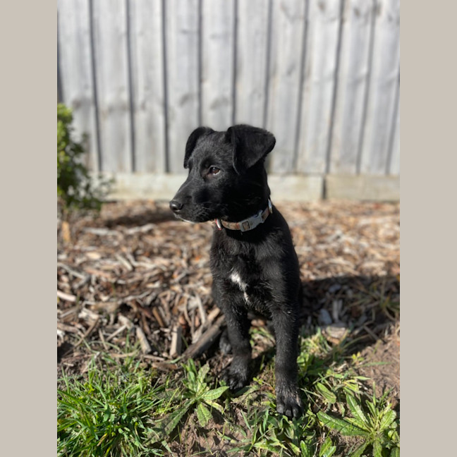 Photo of Kodi