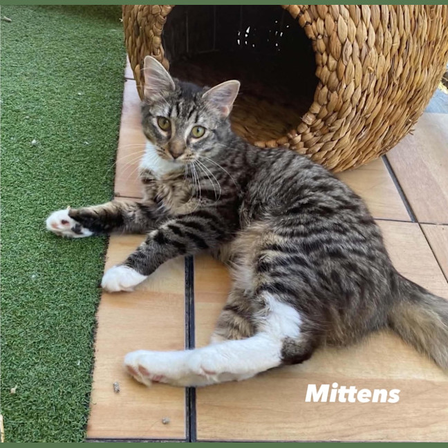 Photo of Mittens