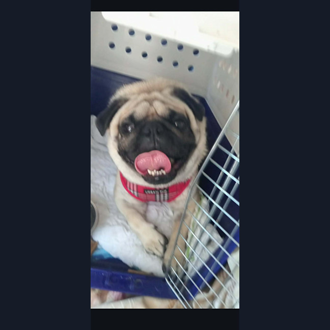 Photo of Romeo