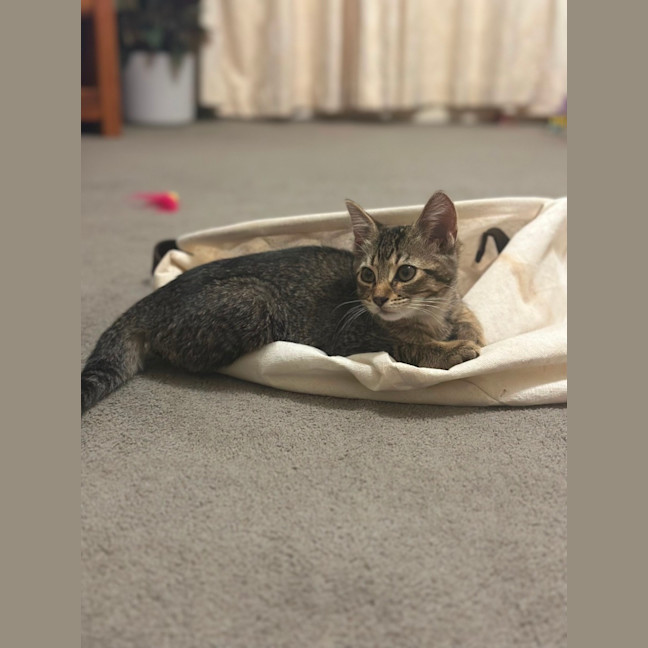 Photo of Muffin