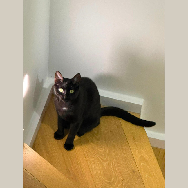 Photo of Raven
