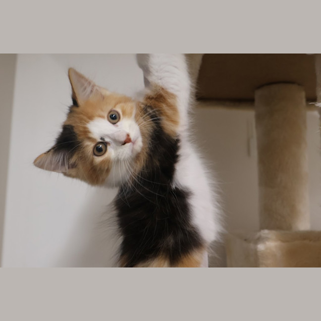 Photo of Nugget