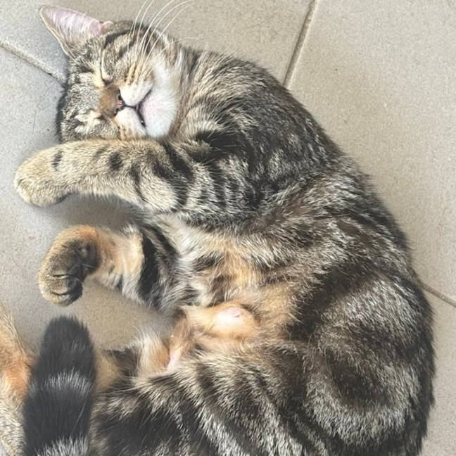 Photo of Lily