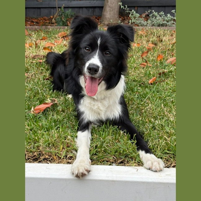 Photo of Nova