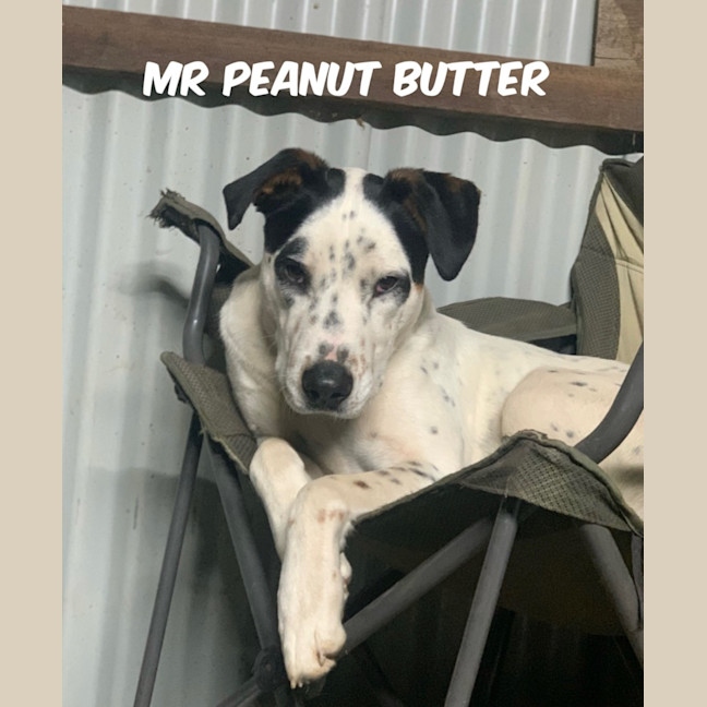 Photo of Peanut Buttef