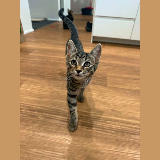 Photo of Nala *9 Lives Project Rescue*