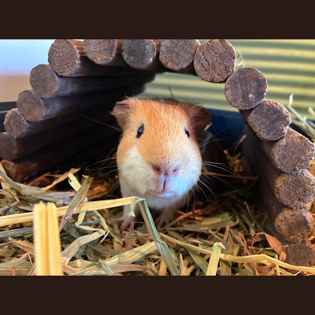 Photo of Buster, Mooch And Sprinkles