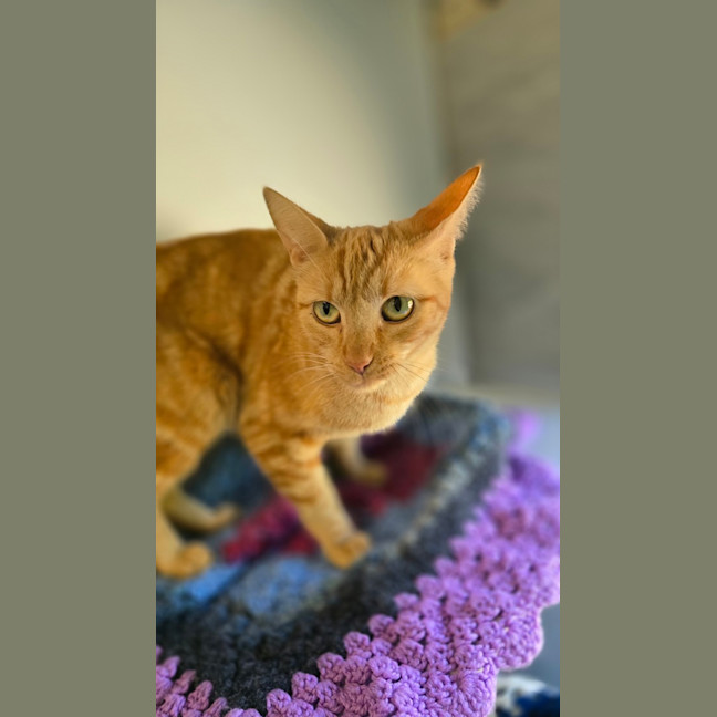 Photo of Moirai