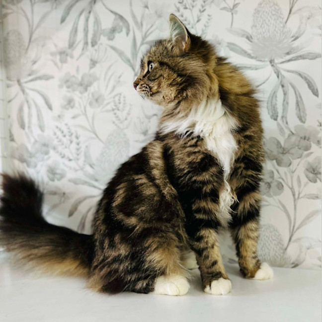 Photo of Honeydew   Located In Preston