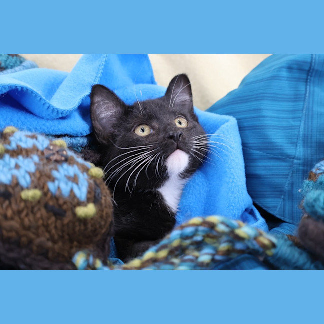 Photo of Momo