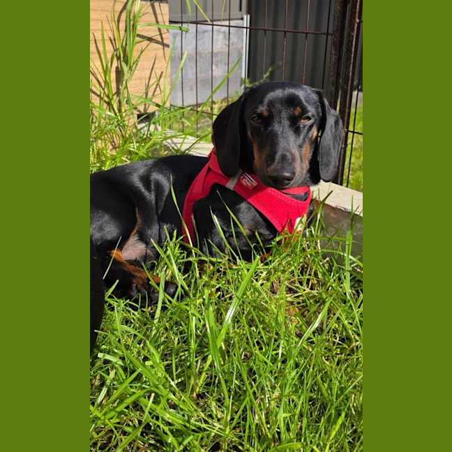 Photo of Johnny   1 Year Old Dachshund