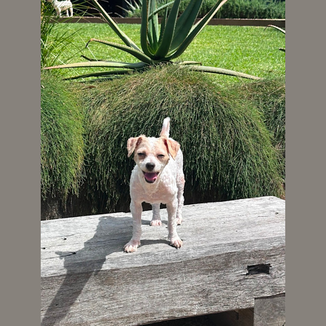 Photo of Polly