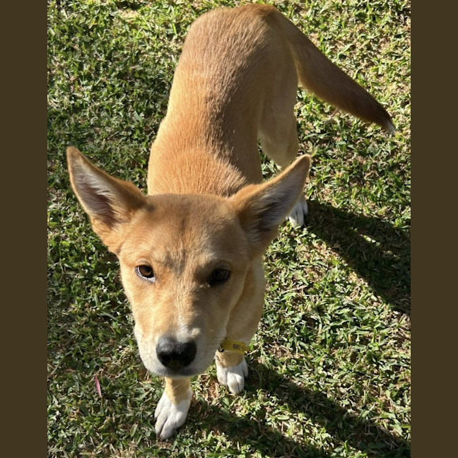 Photo of Shadow