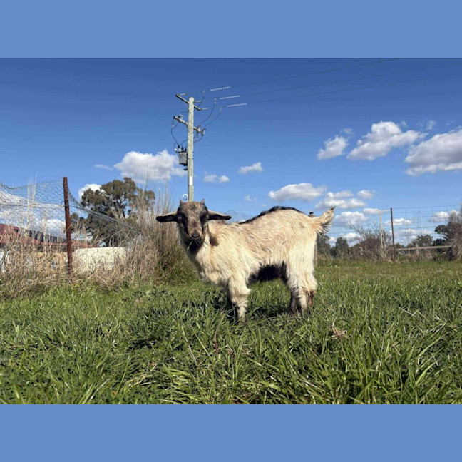 Photo of Rescued Goats