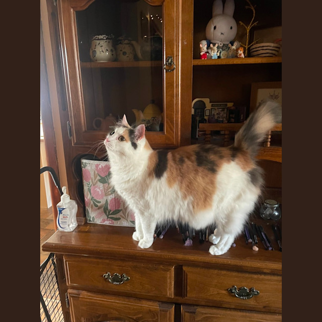 Photo of Katana