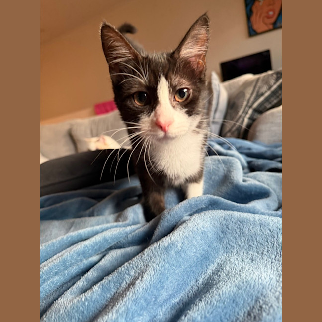 Photo of Blossom