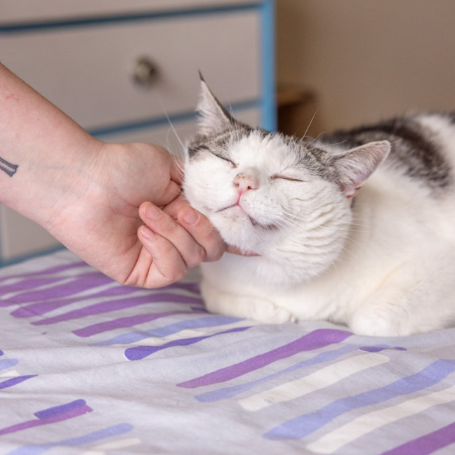 Photo of Tom   In Foster Care In Reservoir