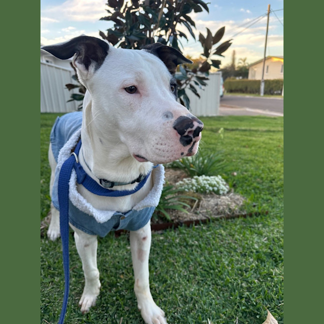 Photo of Moose