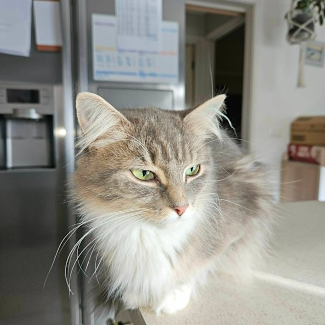 Photo of Meleke**2nd Chance Cat Rescue**