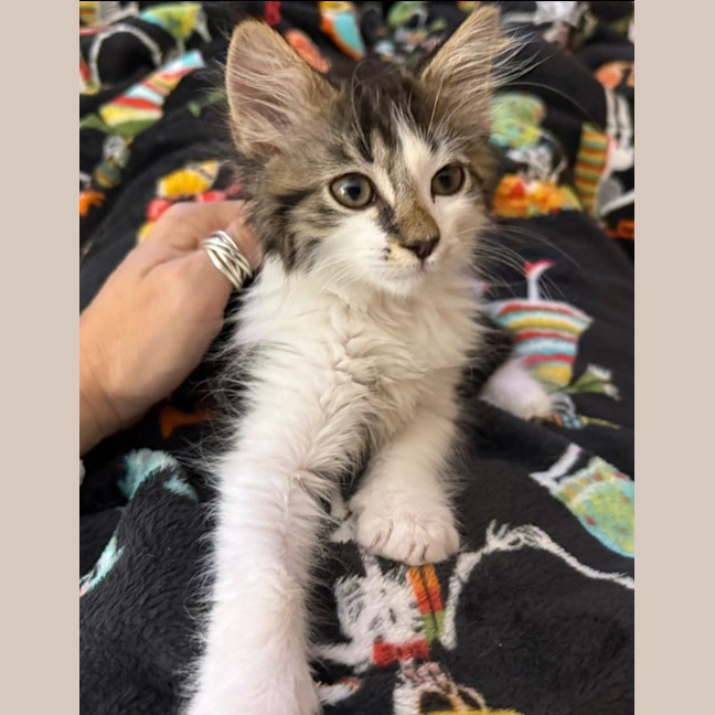 Photo of Mario**2nd Chance Cat Rescue**