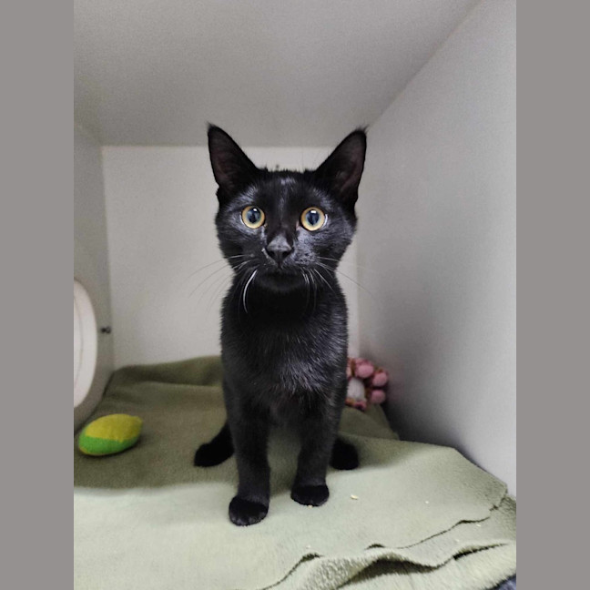 Photo of 🌵 Cole 6100 🌵