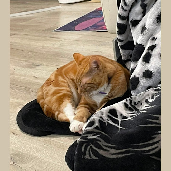Photo of Simba
