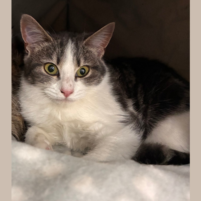 Photo of Tulip