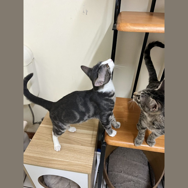 Photo of Cheeto   Now At Pet Quarters Rutherford