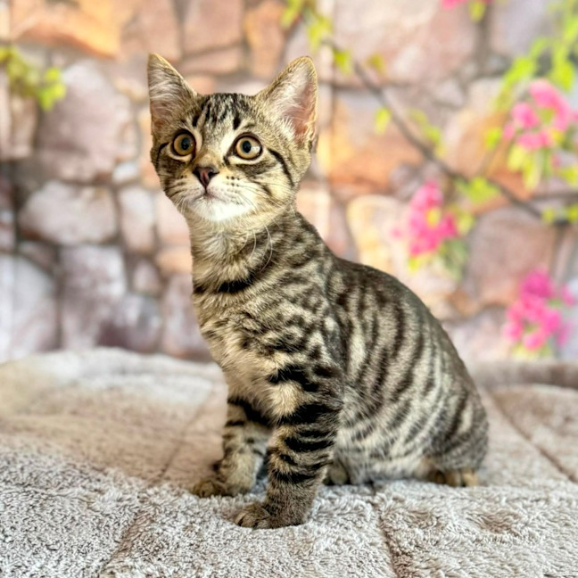 Photo of Pearl (Located In Templestowe)