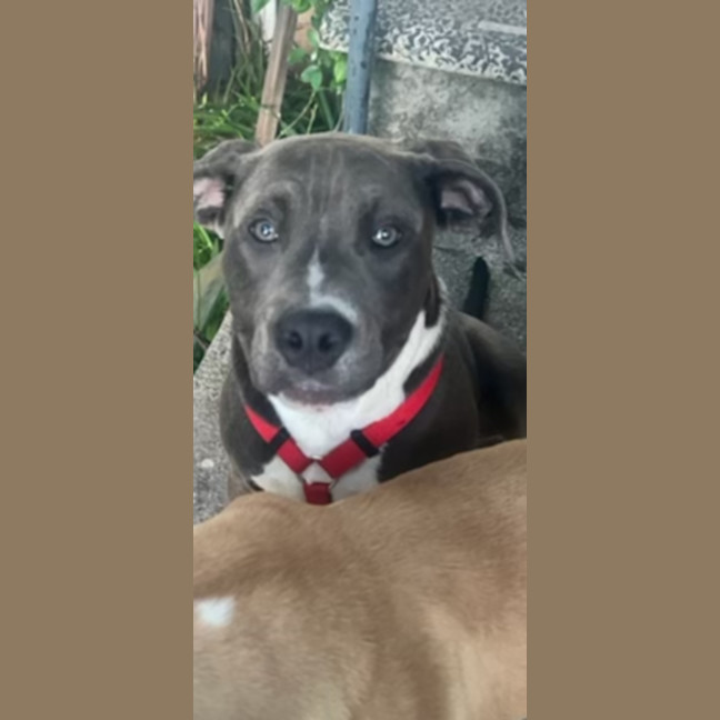 Photo of Princess 🐶