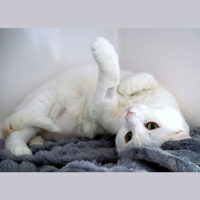 Photo of Marshmallow Rsta012950