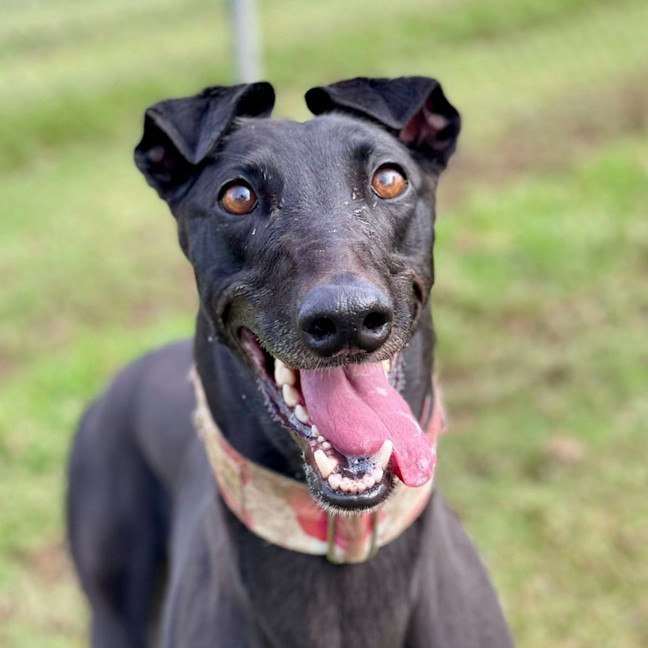 Photo of Shiloh The Greyhound