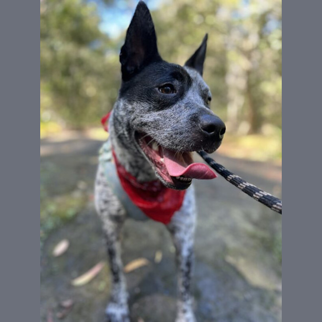 Photo of Buddy