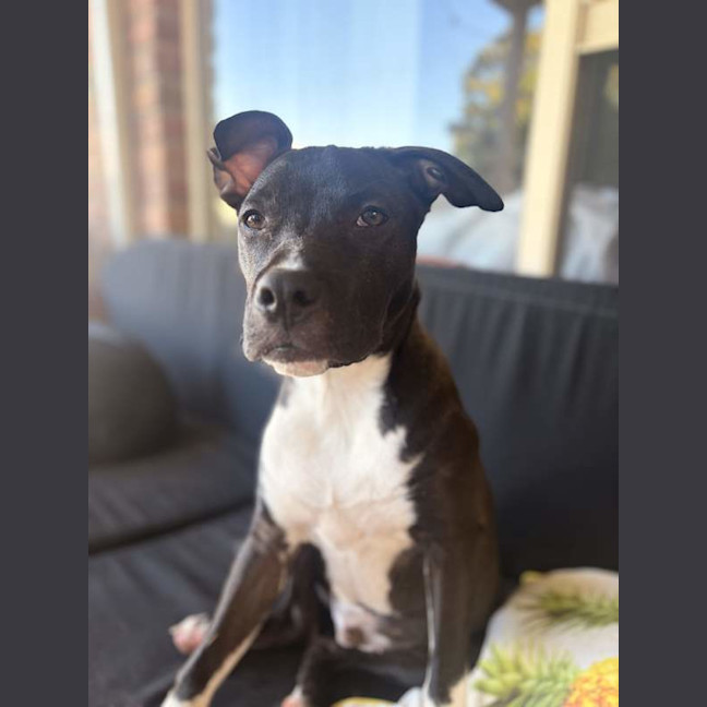 Photo of Dodger