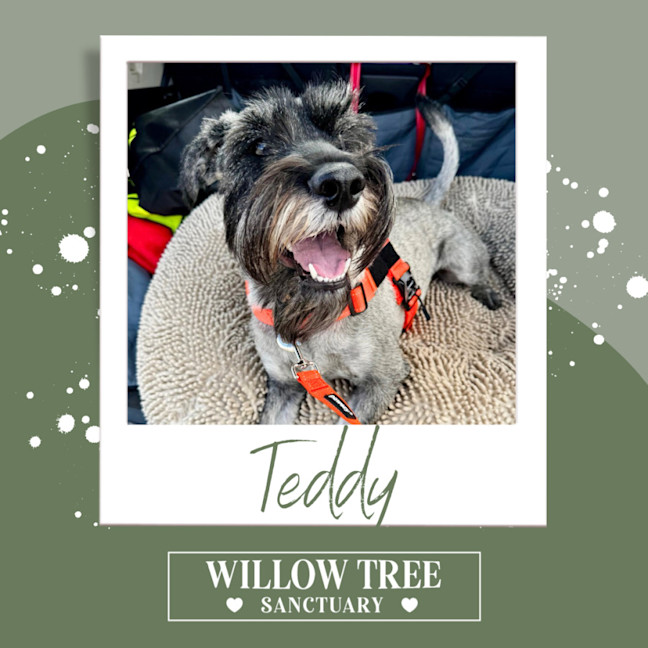 Photo of Teddy