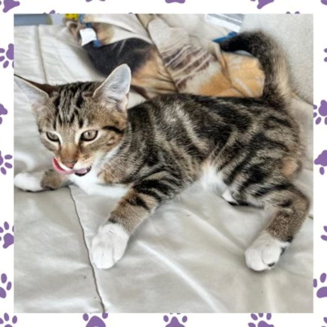 Photo of Violet