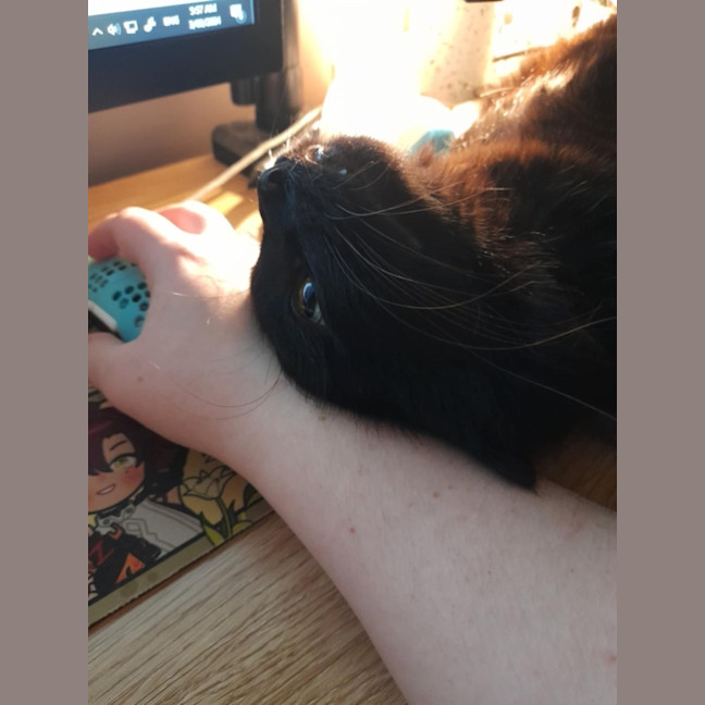 Photo of Yam *9 Lives Project Rescue*