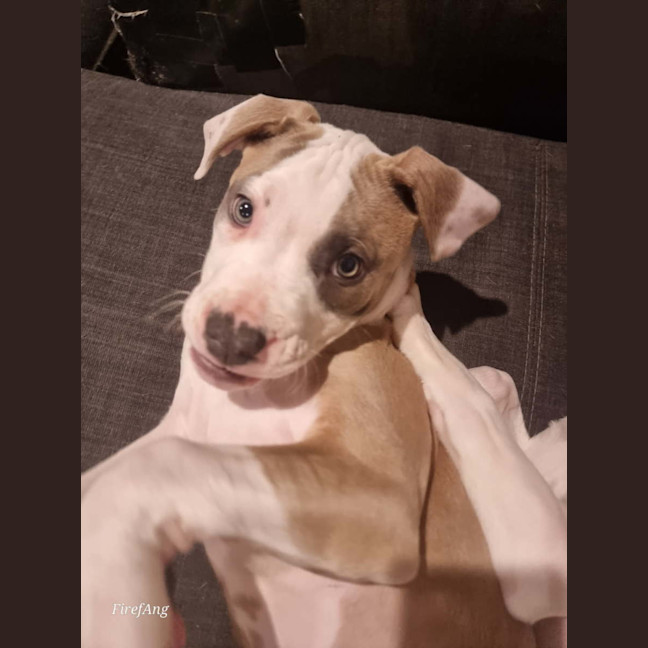 Photo of Bontempelli