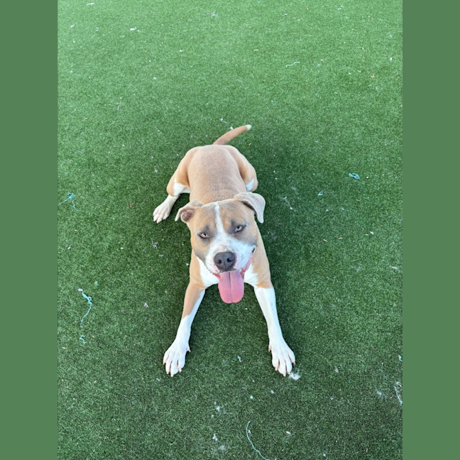 Photo of Ace Imp 1966