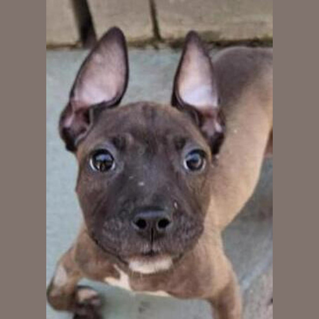 Photo of Millie
