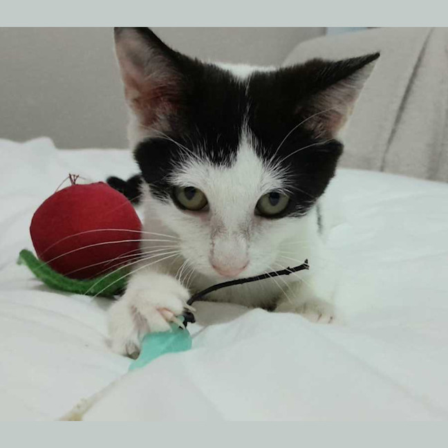 Photo of Rose