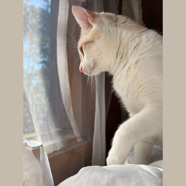 Photo of Dougal   Reduced Adoption Fee