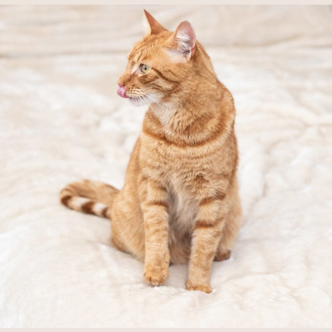 Photo of Pumpkin