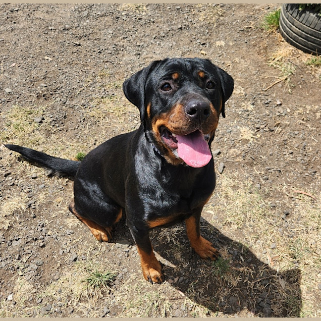 Photo of Tootie (68081)